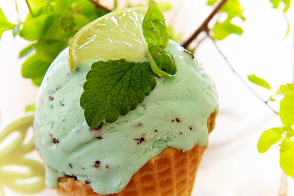 stevia bitkisi