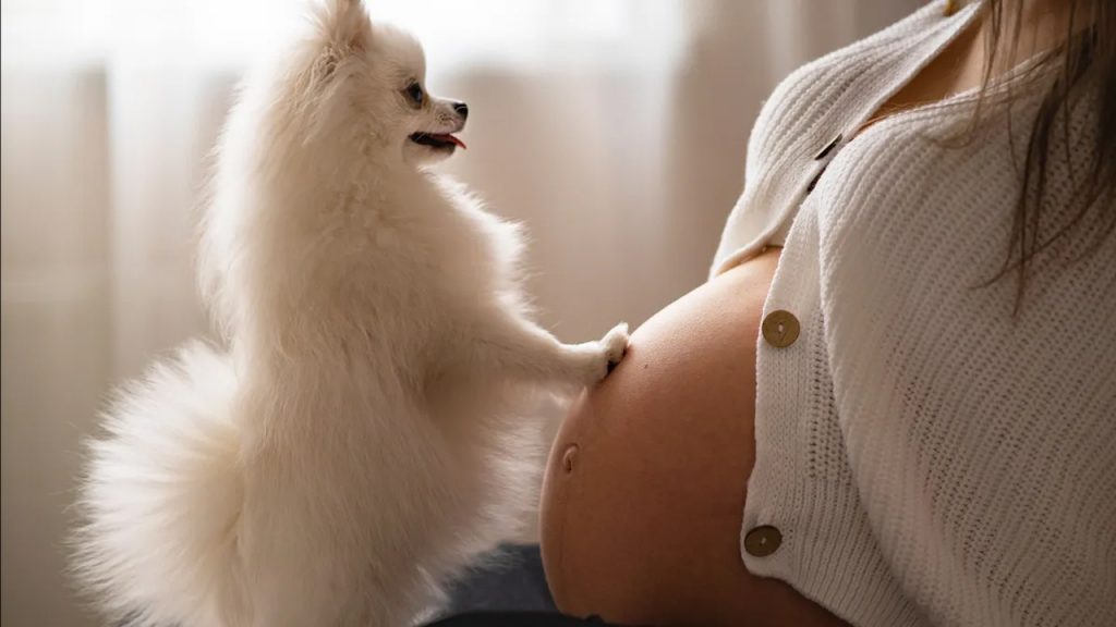 Köpekler hamileliğin “kokusunu” alabilir mi?
