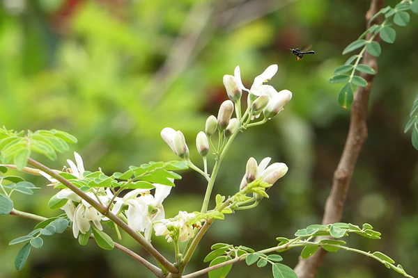 moringa bitkisi faydaları