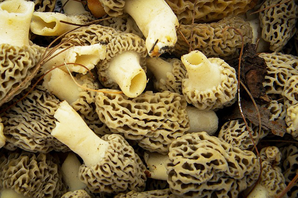 kuzugöbeği mantarı faydaları