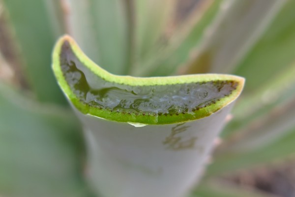 aloe vera suyu zayıflatır mı