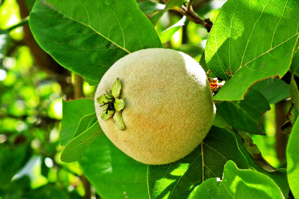 ayva yaprağı