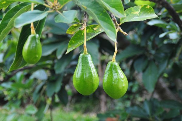 avokado ağacı