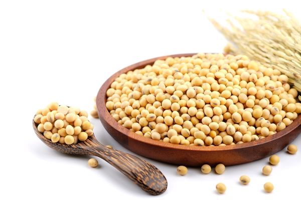 soya fasulyesi