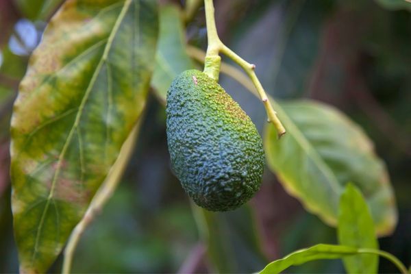 avokado nasıl yetiştirilir