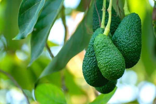 avokado nasıl yetiştirilir