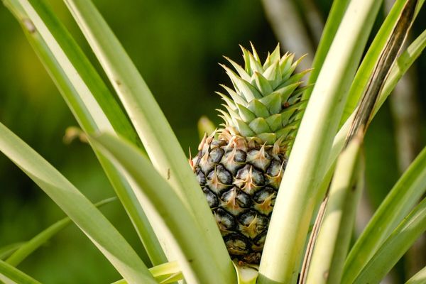 ananas nerede yetişir