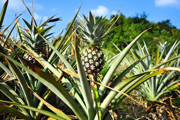 ananas nasıl yetişir