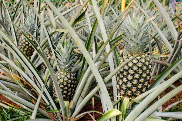 ananas nerede yetişir