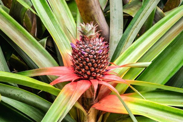 ananas nerede yetişir