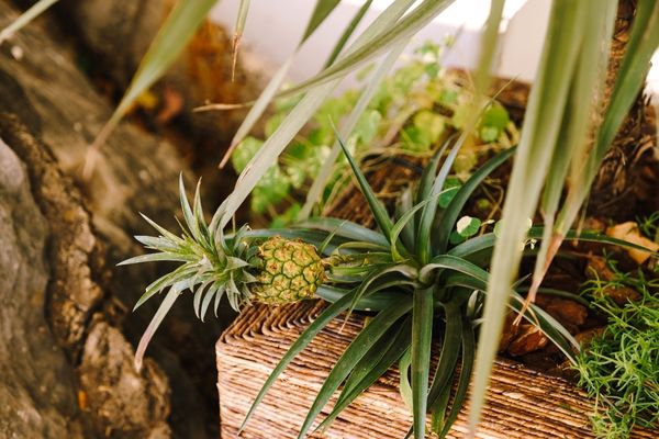 ananas nasıl yetişir