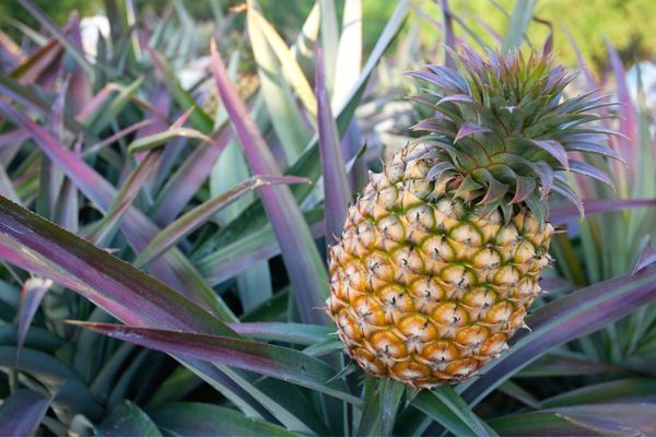 ananas nerede yetişir