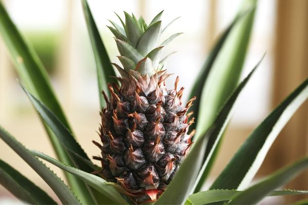 ananas nasıl yetişir