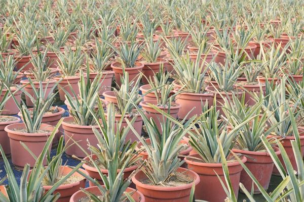 ananas nasıl yetiştirilir