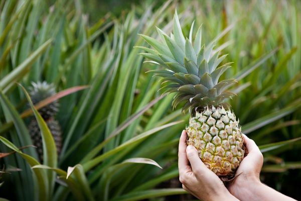 Evde Ananas Nerede, Nasıl Yetişir? Resimli 4 Basit Adım