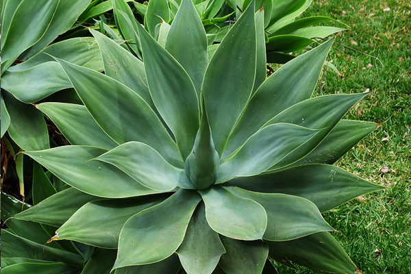 agave şurubu