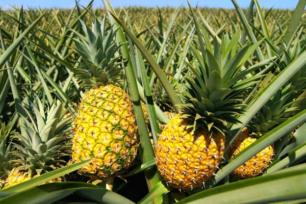 ananas nasıl yetişir