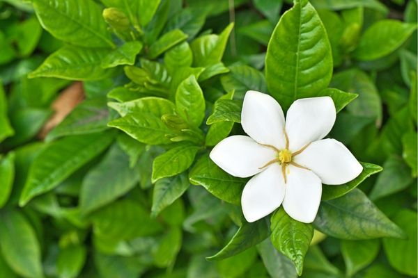gardenya çiçeği bakımı