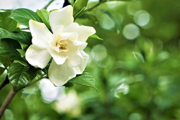 gardenya çiçeği bakımı