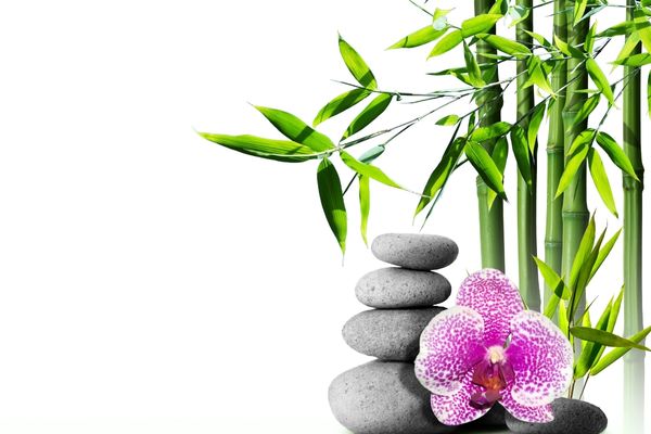 bambu nasıl yetiştirilir