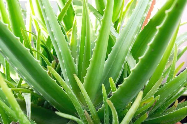 aloe vera yetiştiriciliği