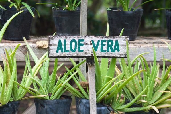 aloe vera sulama