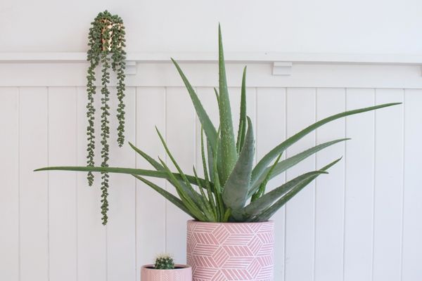 aloe vera nasıl yetiştirilir