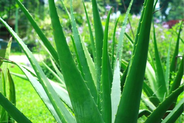 aloe vera çoğaltılması