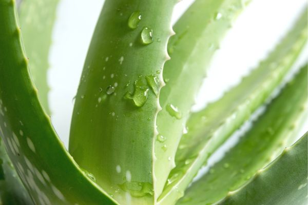 aloe vera toprağı
