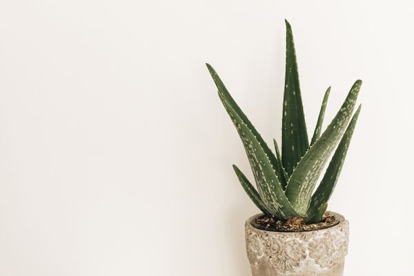 aloe vera çoğaltılması