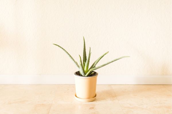aloe vera coşturma