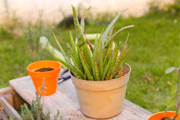 aloe vera bakımı