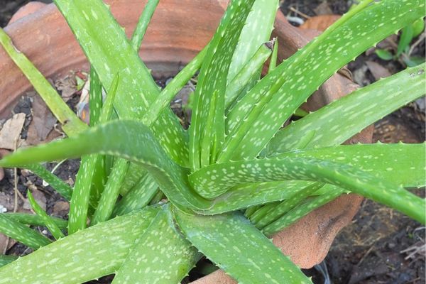 aloe vera yetiştiriciliği