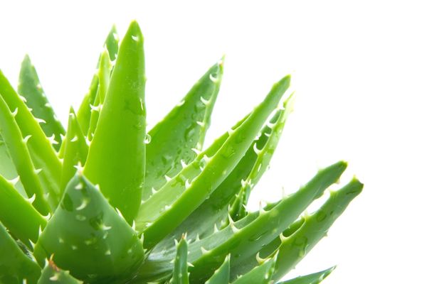 aloe vera bitkisi