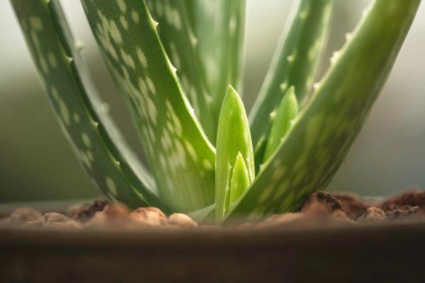 aloe vera nasıl bakılır