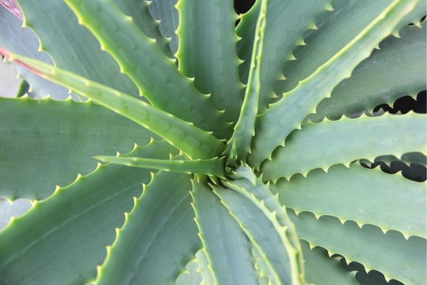 aloe vera bitkisi bakımı