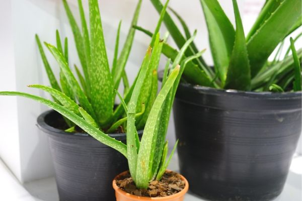 Aloe Vera Bitkisi Bakımı: Evde En Kolay İpuçları
