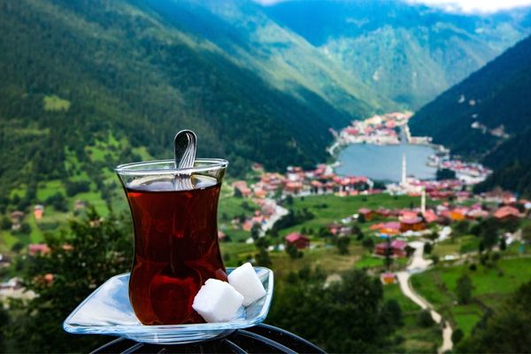 çay üretimi