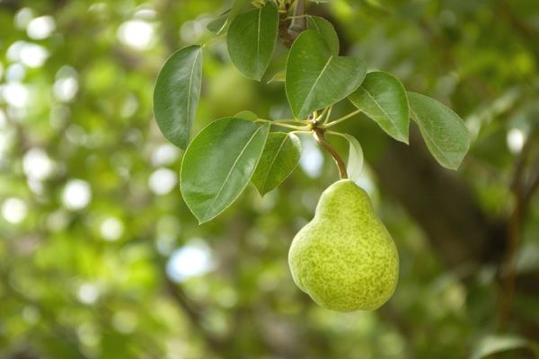 armut hangi mevsimde yenir