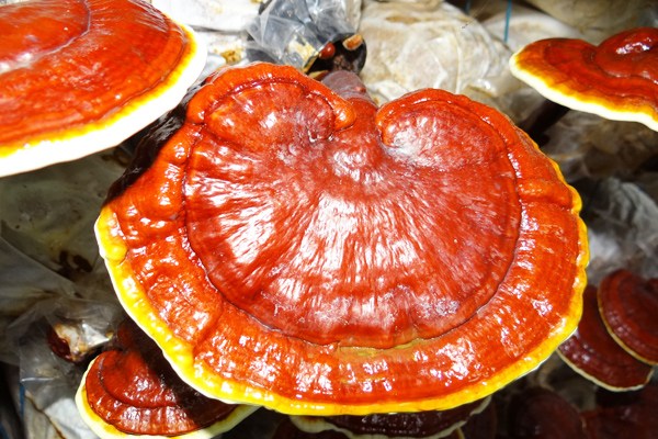 reishi mantarı