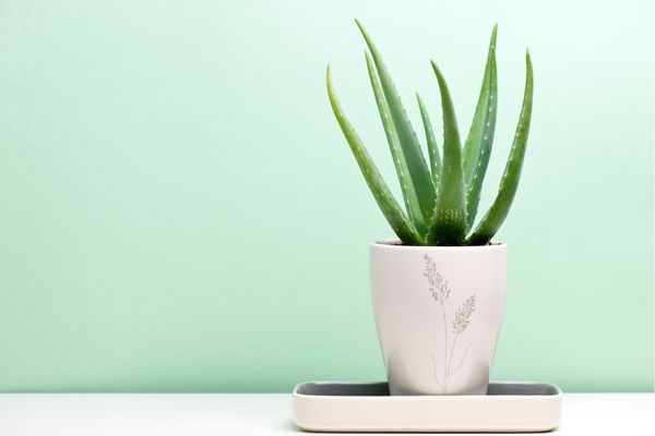 aloe vera bitkisi nasıl bakılır