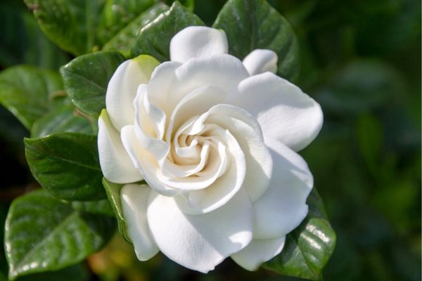 gardenya çiçeği bakımı