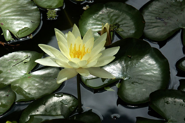 lotus çiçeği dövmesi