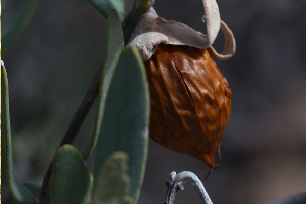 jojoba