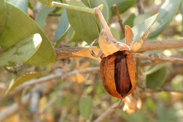 jojoba yağı cilt lekeleri