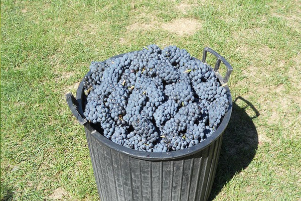 merlot