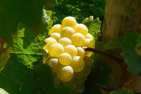 ugni blanc