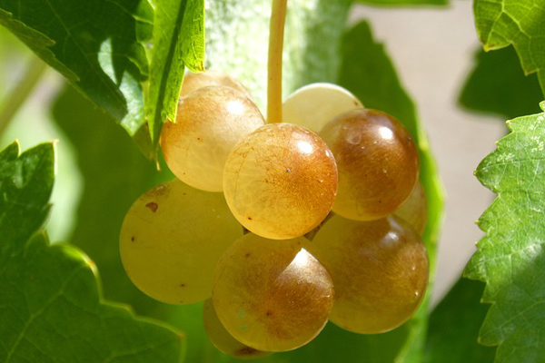 macabeau