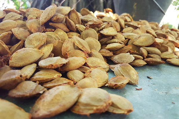 kayısı çekirdeği yağı ne işe yarar