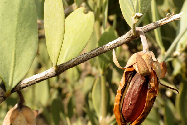 jojoba yağı faydaları